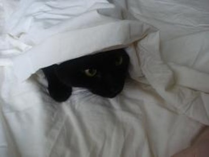 Tazi-Kat at home